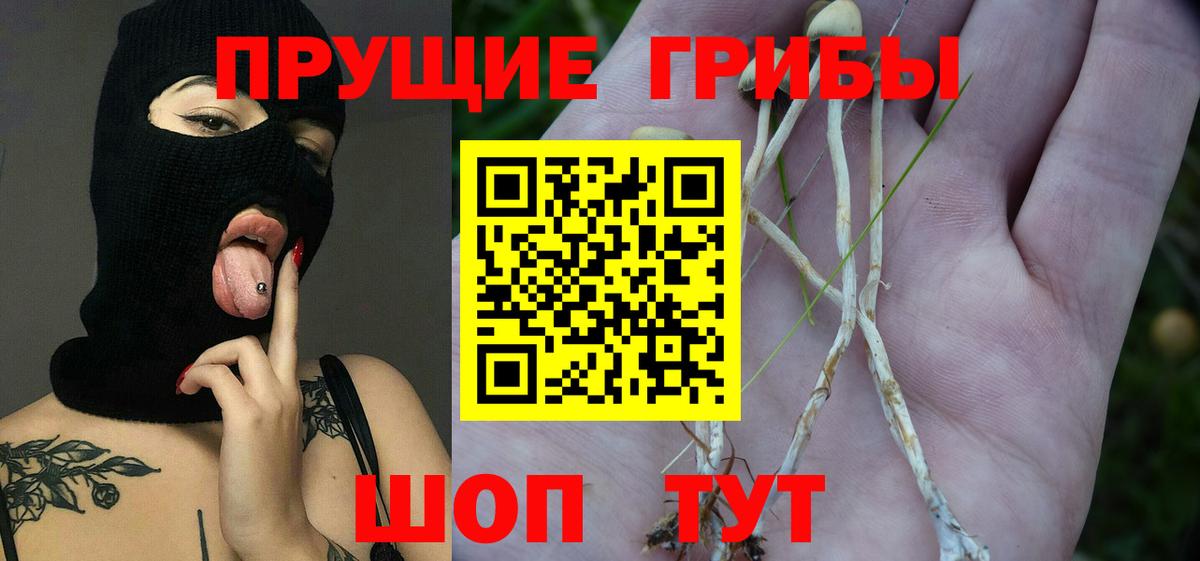 Псилоцибиновые грибы мицелий  Псилоцибиновые грибы мицелий  купить  цена  Бугульма 